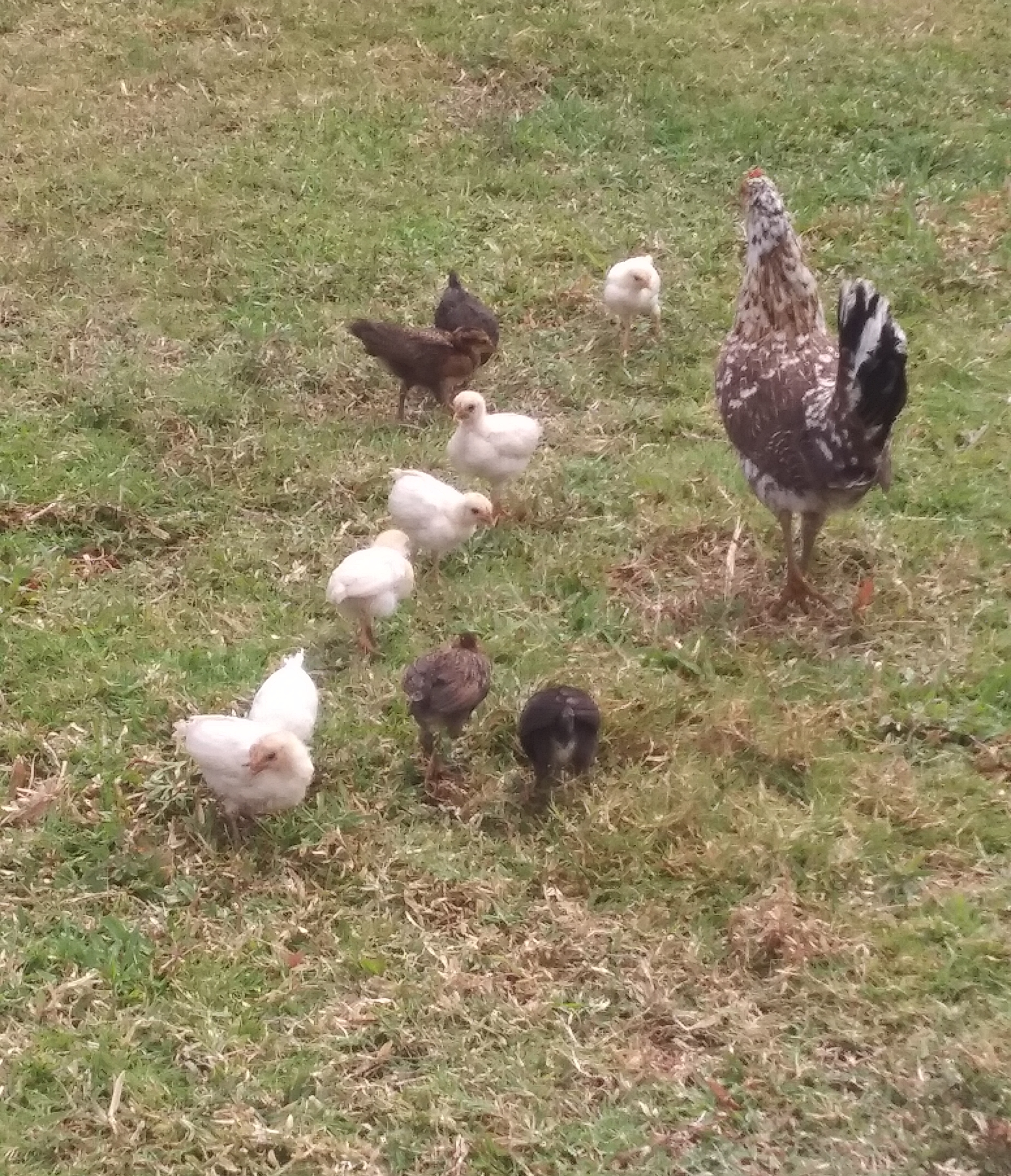 mama and her chicks